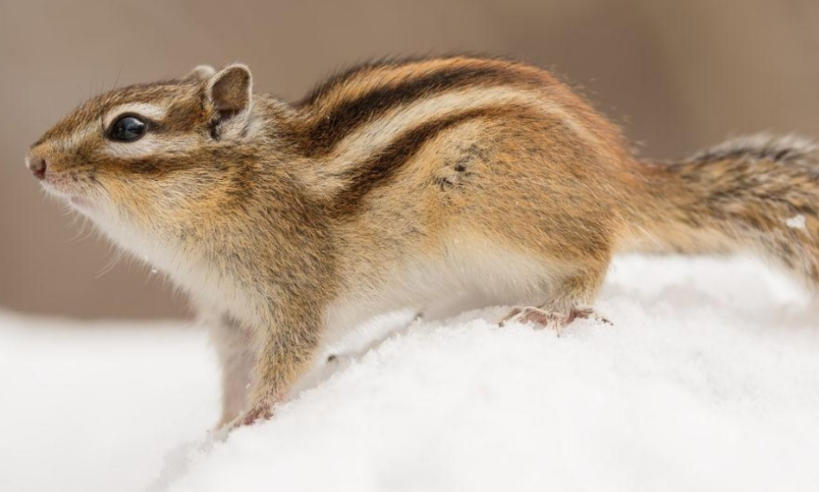 留坝县桑园坝瑞丰源猪苓企业公司轮播图4