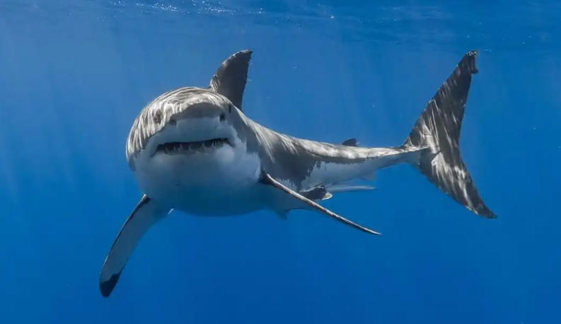 留坝县桑园坝瑞丰源猪苓企业公司轮播图3